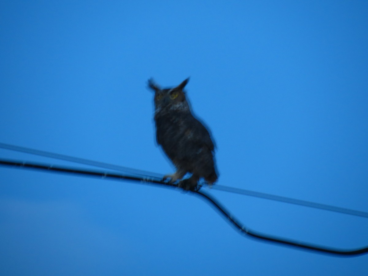 Great Horned Owl - ML61076431