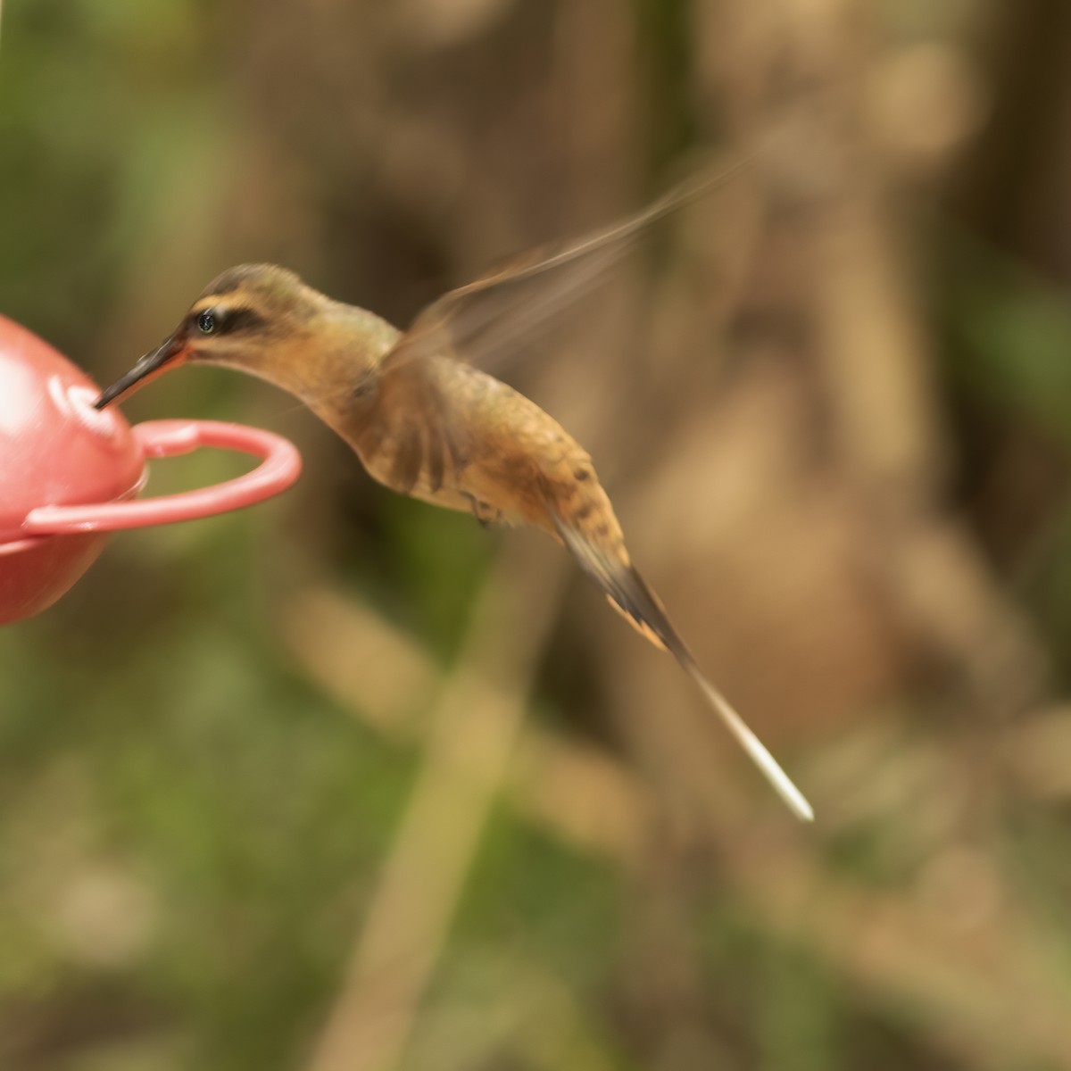 Рыжеватый колибри-отшельник - ML610764488