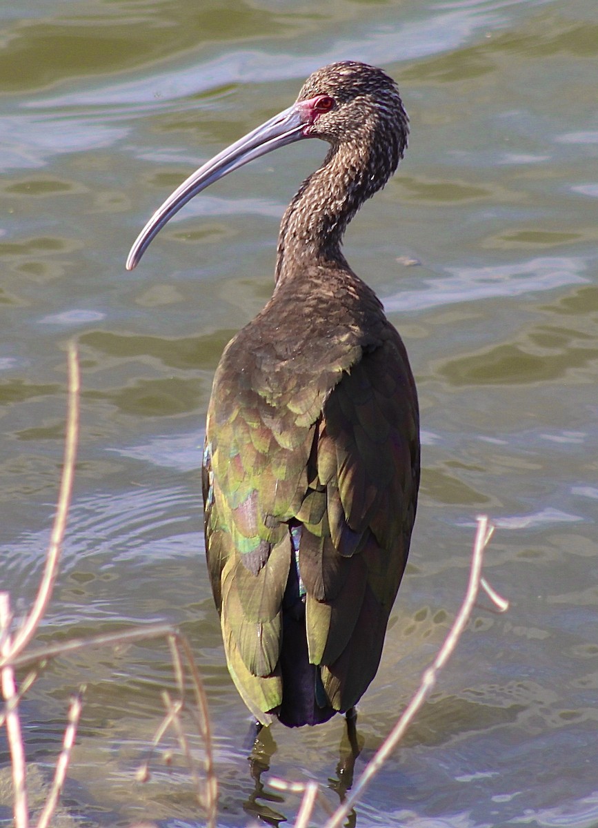 ibis americký - ML610764683