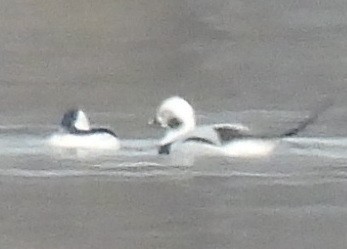 Long-tailed Duck - ML610764859