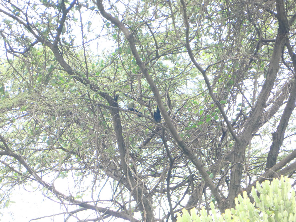 White-crested Turaco - ML610764924