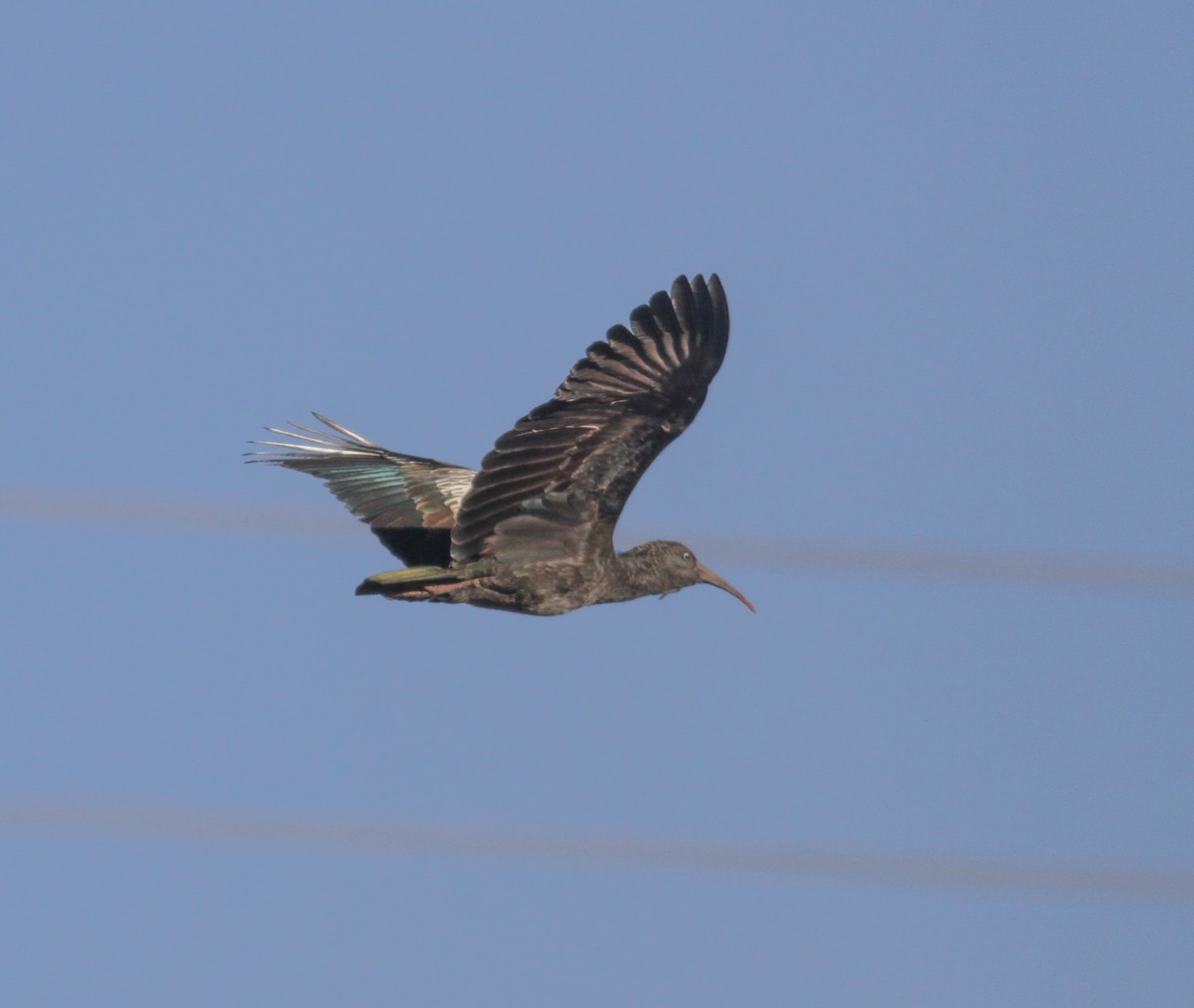 ibis etiopský - ML610765141
