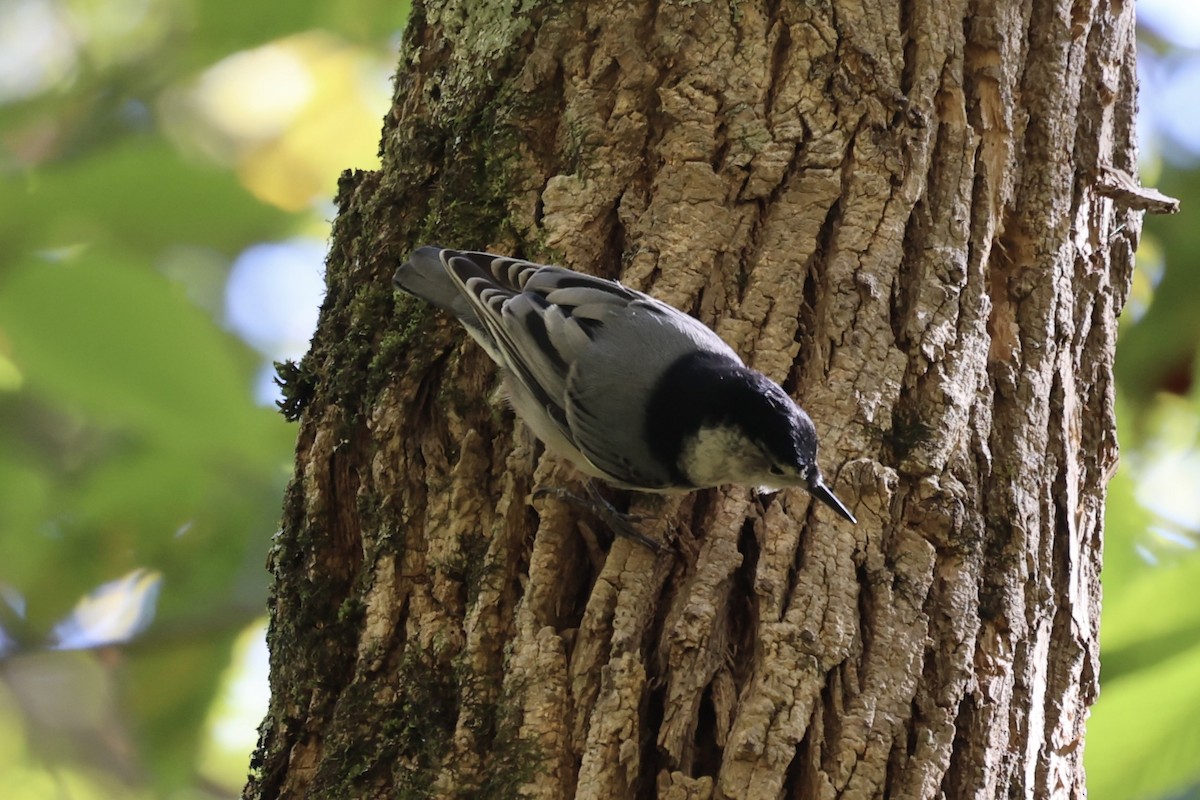 White-breasted Nuthatch - ML610765940