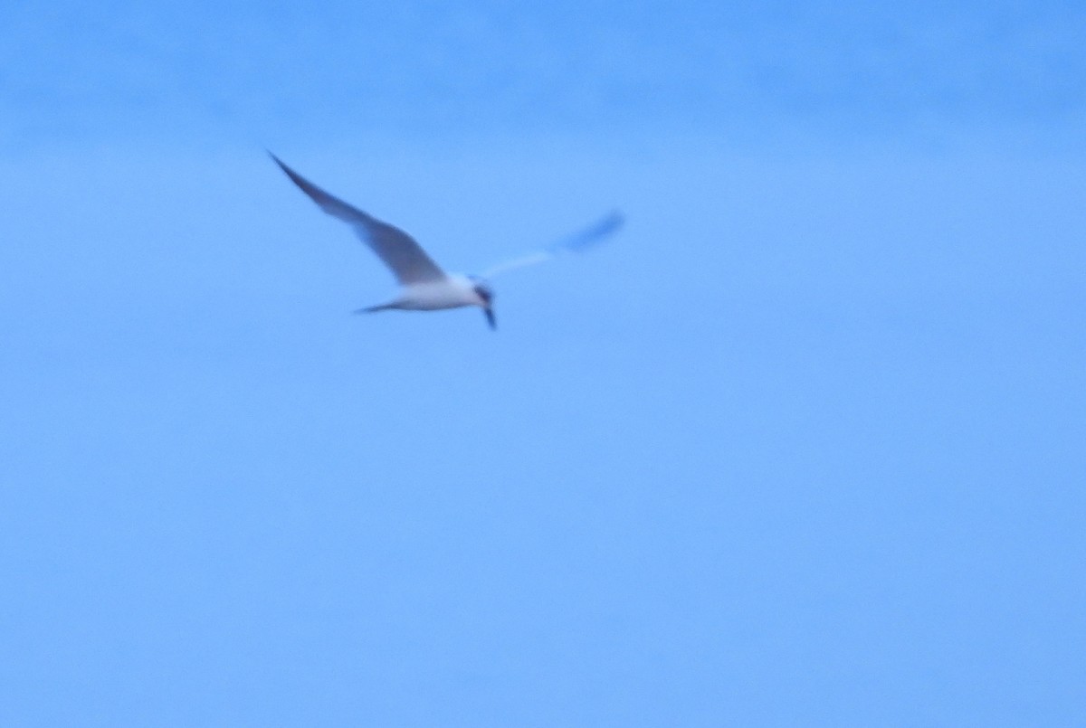 Gull-billed/Australian Tern - ML610766284