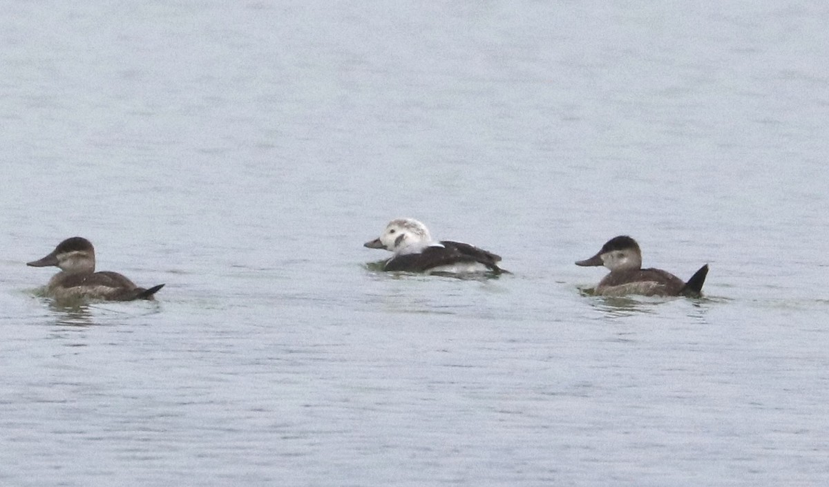 Long-tailed Duck - ML610766329