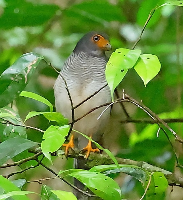 Lined Forest-Falcon - ML610766999