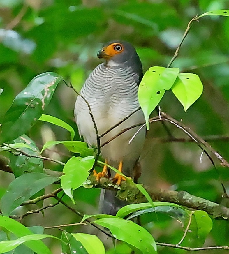 Lined Forest-Falcon - ML610767002