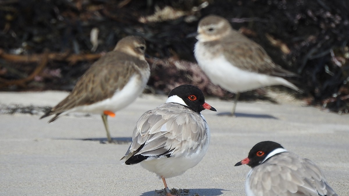 Hooded Plover - Colin Mulvogue