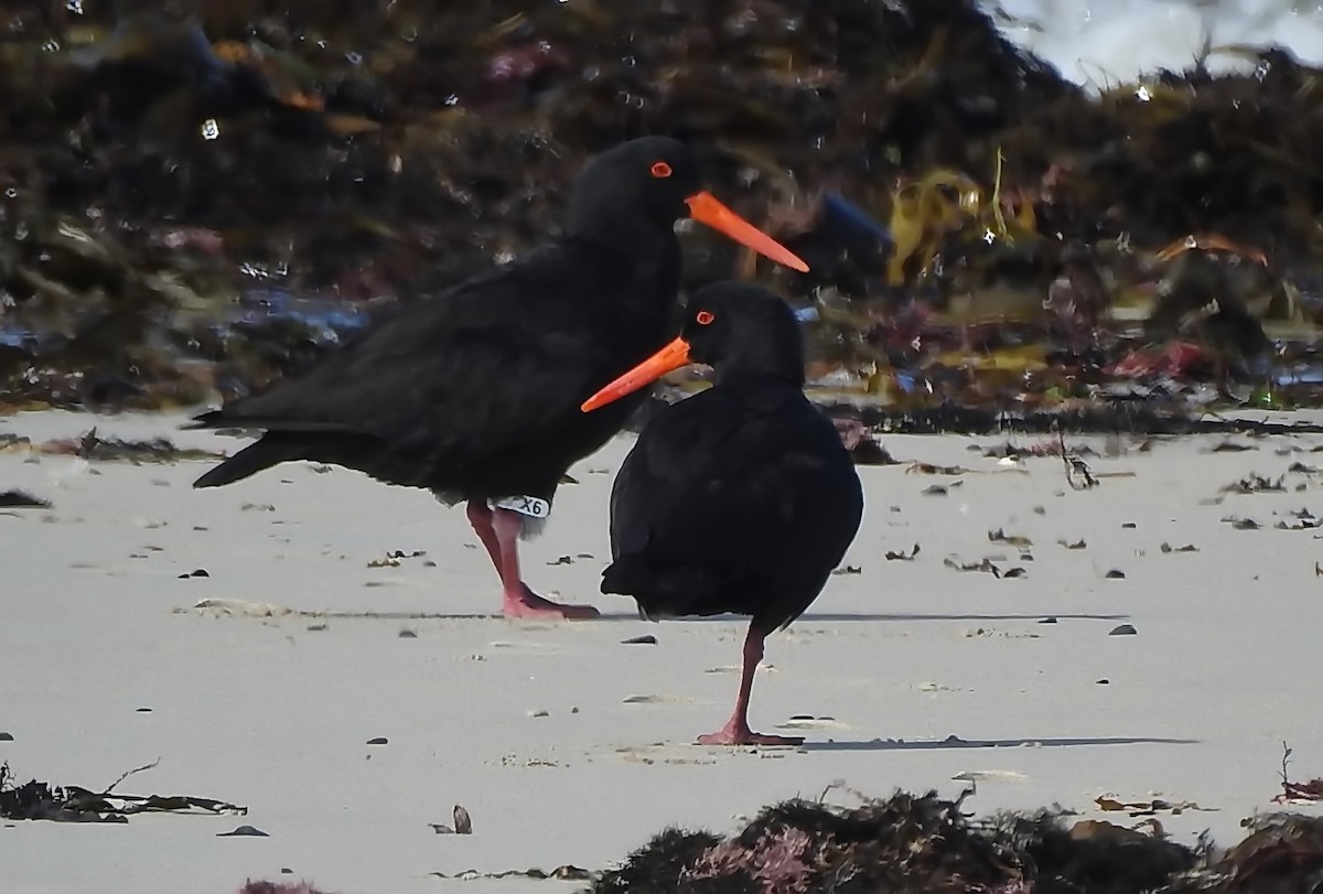 Sooty Oystercatcher - Colin Mulvogue