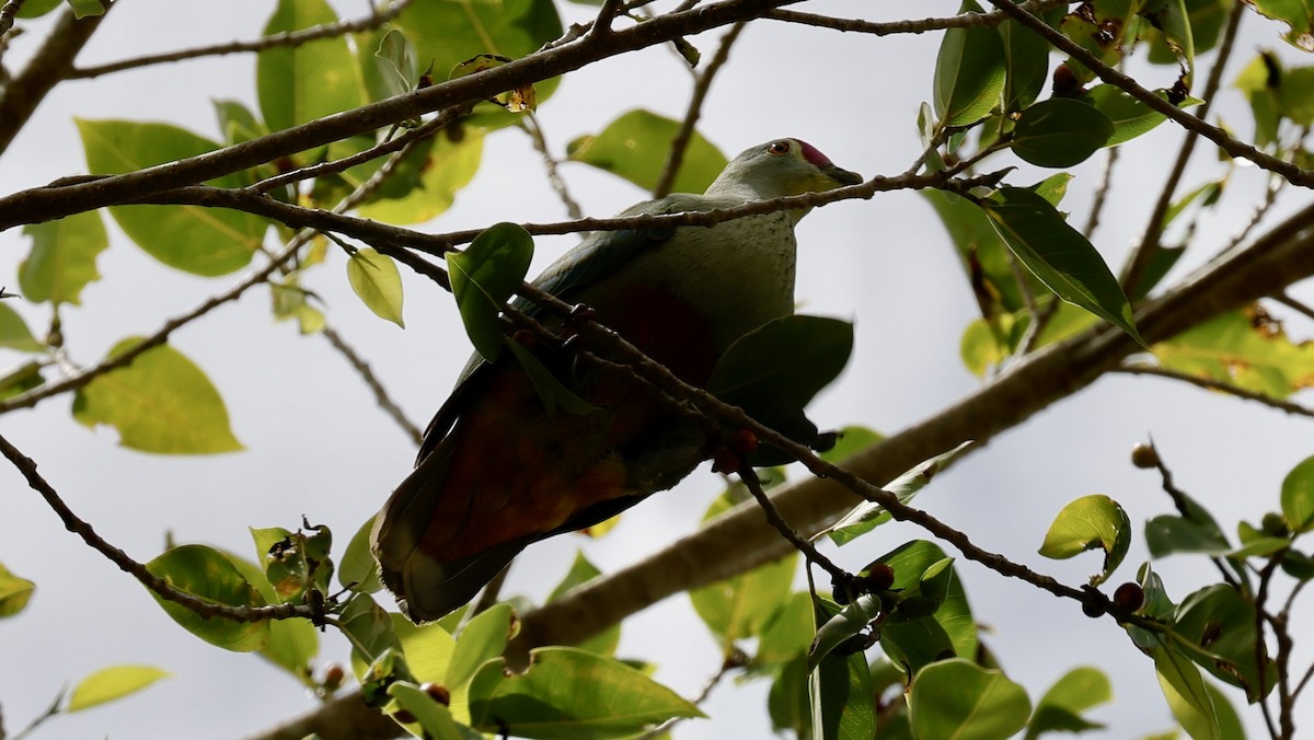 Red-bellied Fruit-Dove - ML610767249