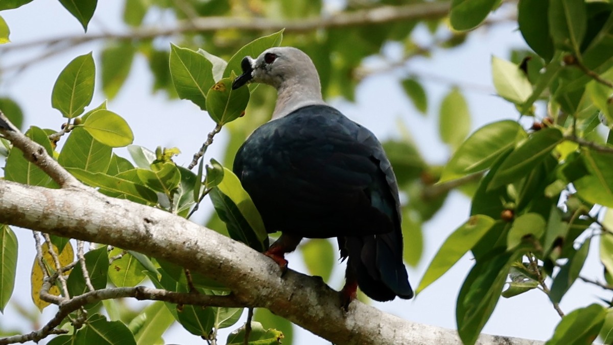 Pacific Imperial-Pigeon - Claudi Racionero