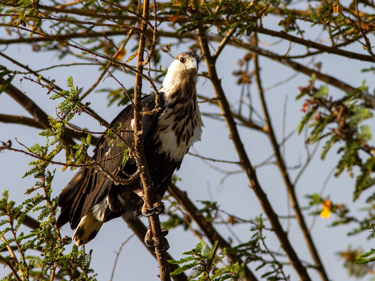 African Fish-Eagle - ML610767683