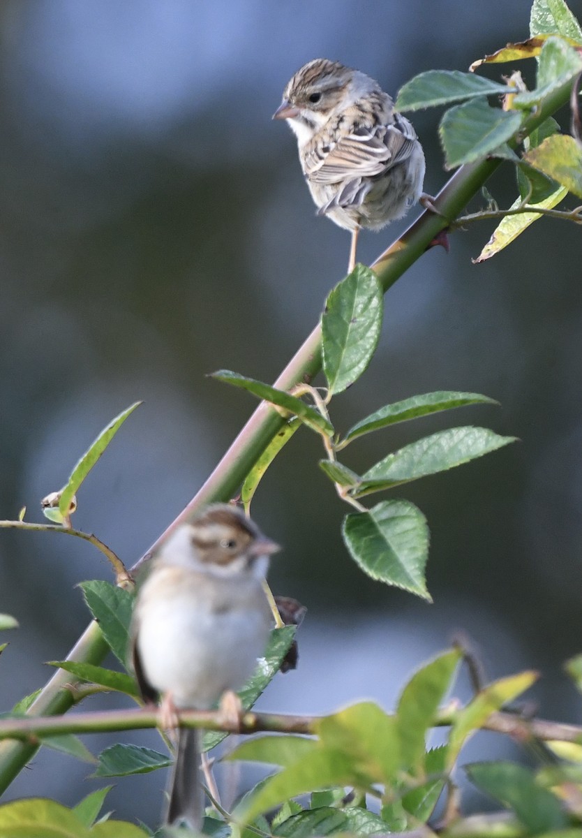 Clay-colored Sparrow - ML610767735