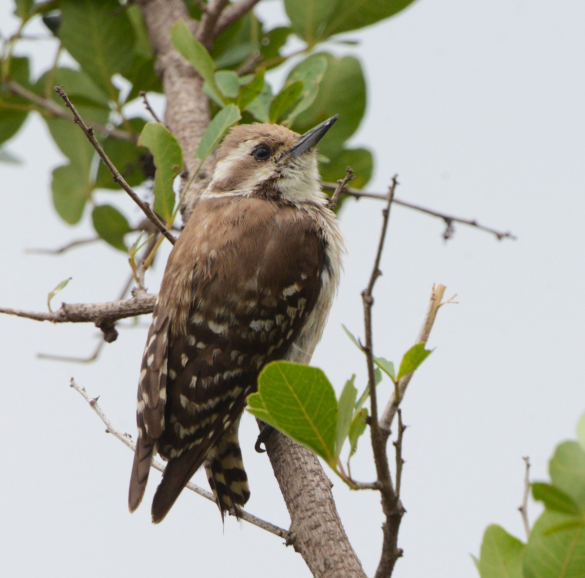 Brown-backed Woodpecker - ML610767872