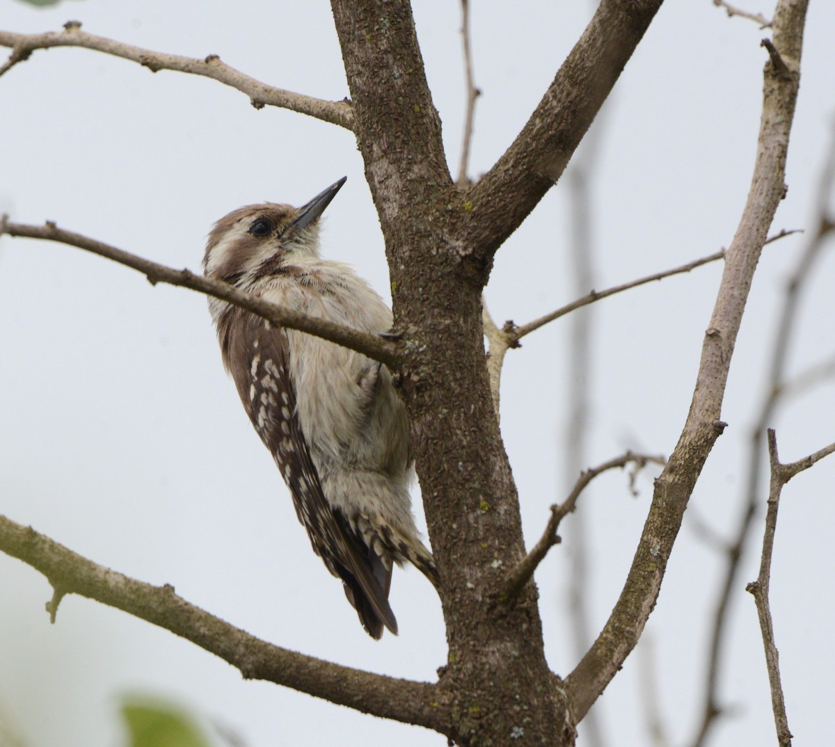 Brown-backed Woodpecker - ML610767874