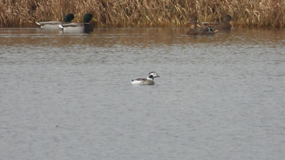 Long-tailed Duck - ML610768007
