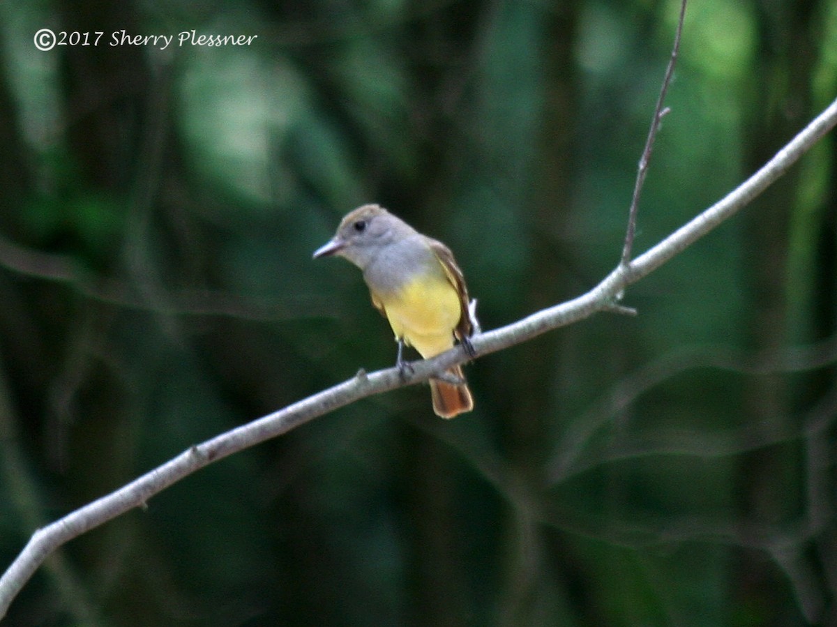 Great Crested Flycatcher - Sherry Plessner