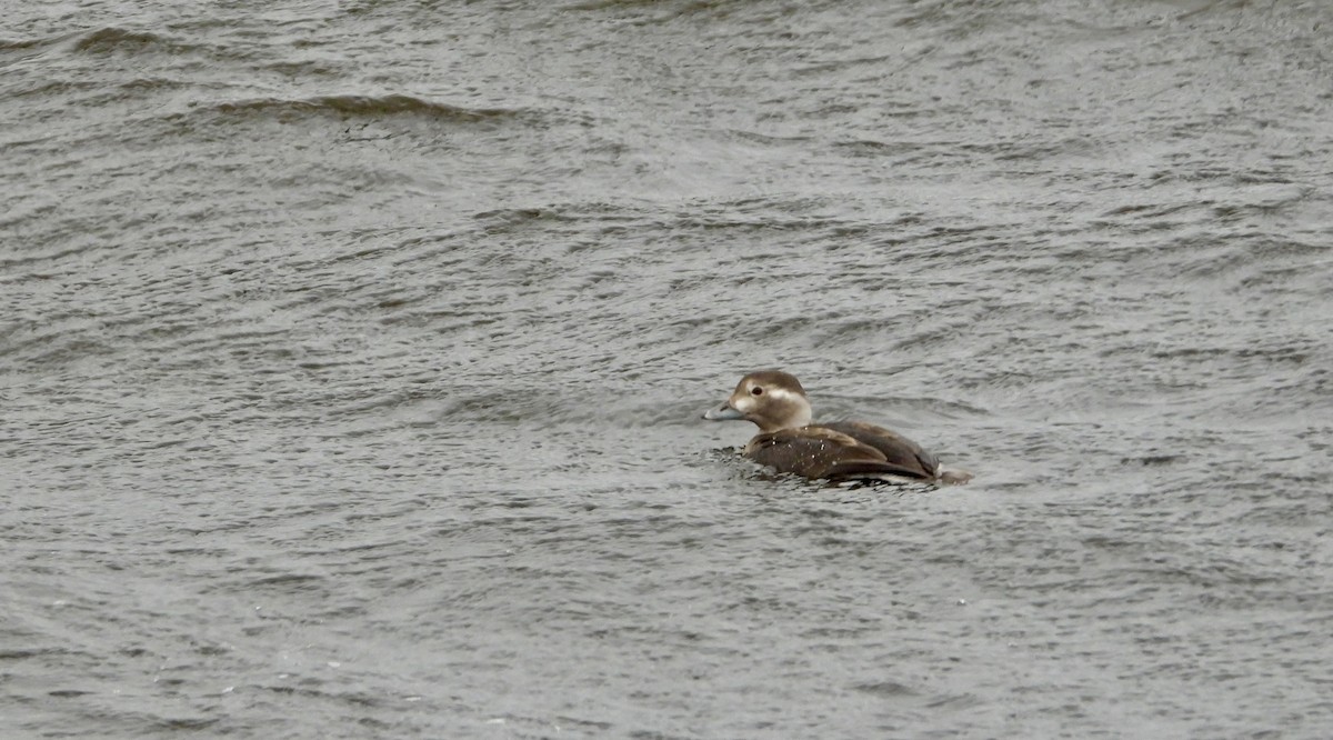 Long-tailed Duck - ML610768254