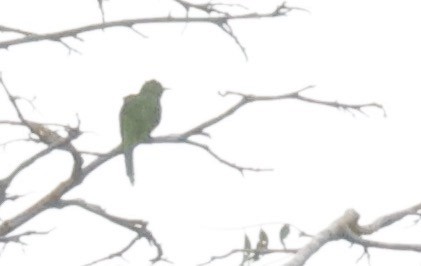 African Emerald Cuckoo (African) - ML610768603