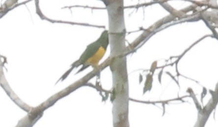 African Emerald Cuckoo (African) - ML610768604