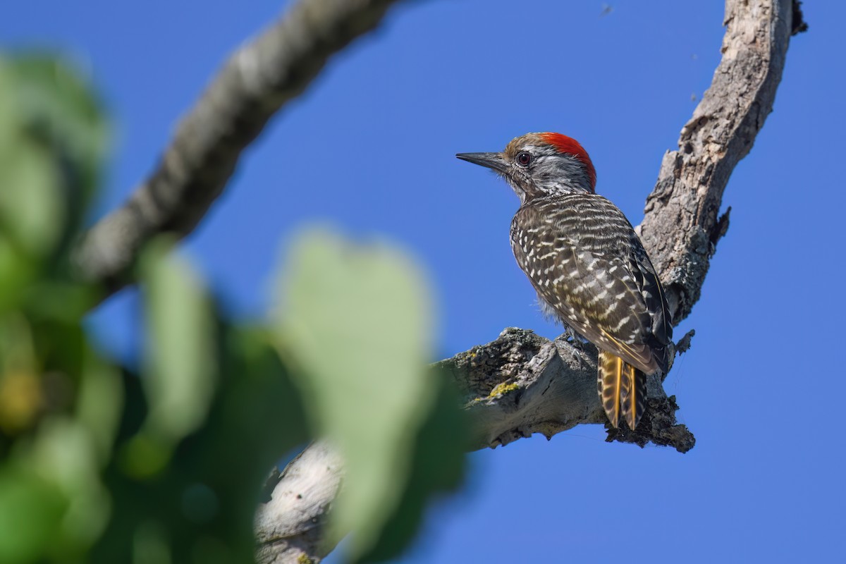 Cardinal Woodpecker - ML610768883