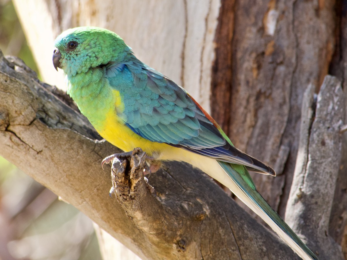 Red-rumped Parrot - ML610768958