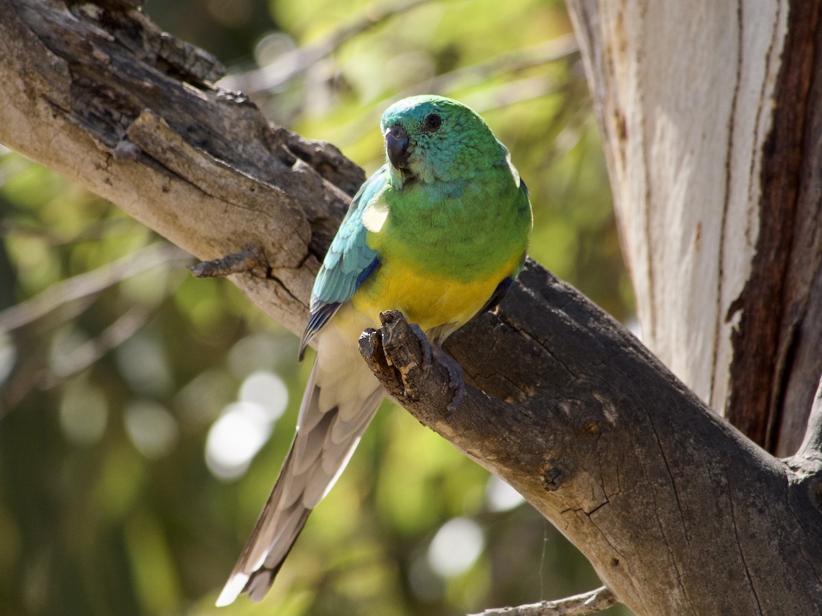 Red-rumped Parrot - ML610768959