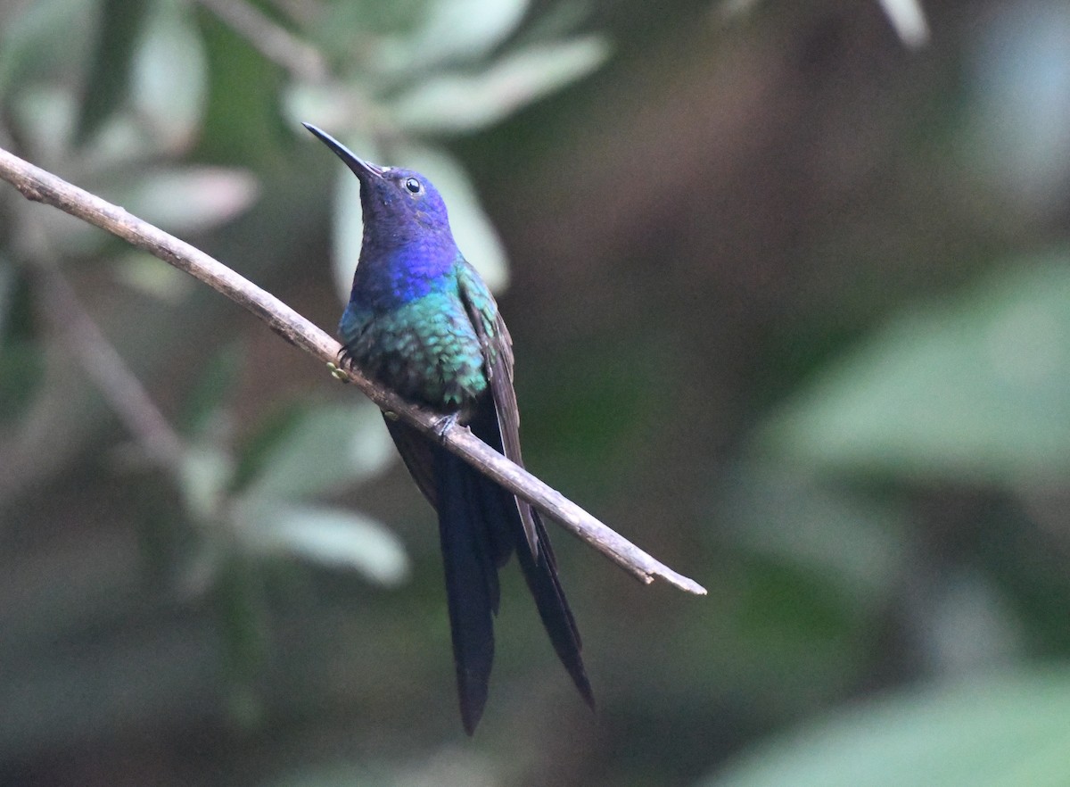 Swallow-tailed Hummingbird - Laurence Green
