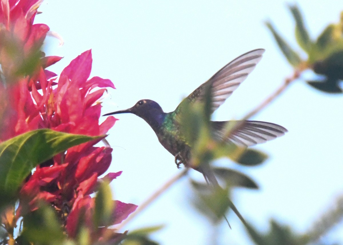 Swallow-tailed Hummingbird - ML610769595
