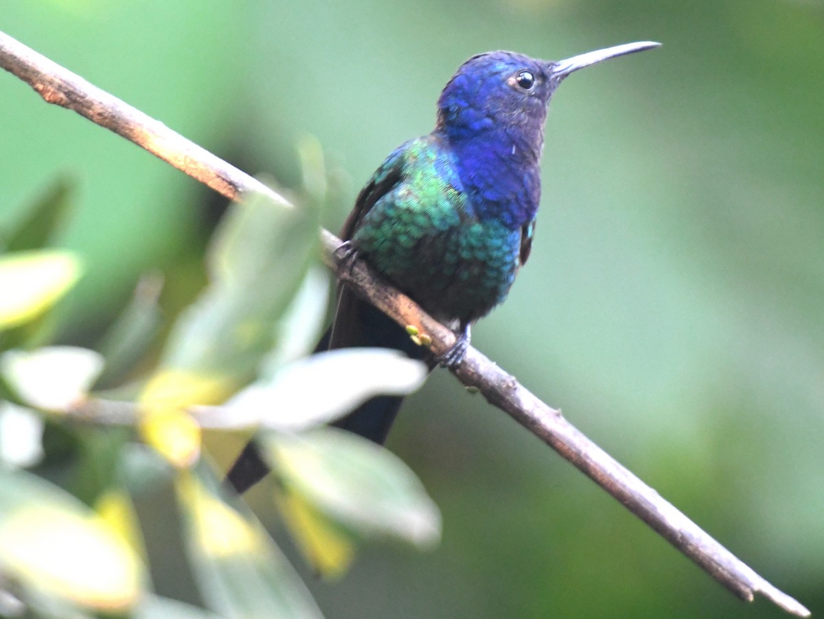 Swallow-tailed Hummingbird - Laurence Green