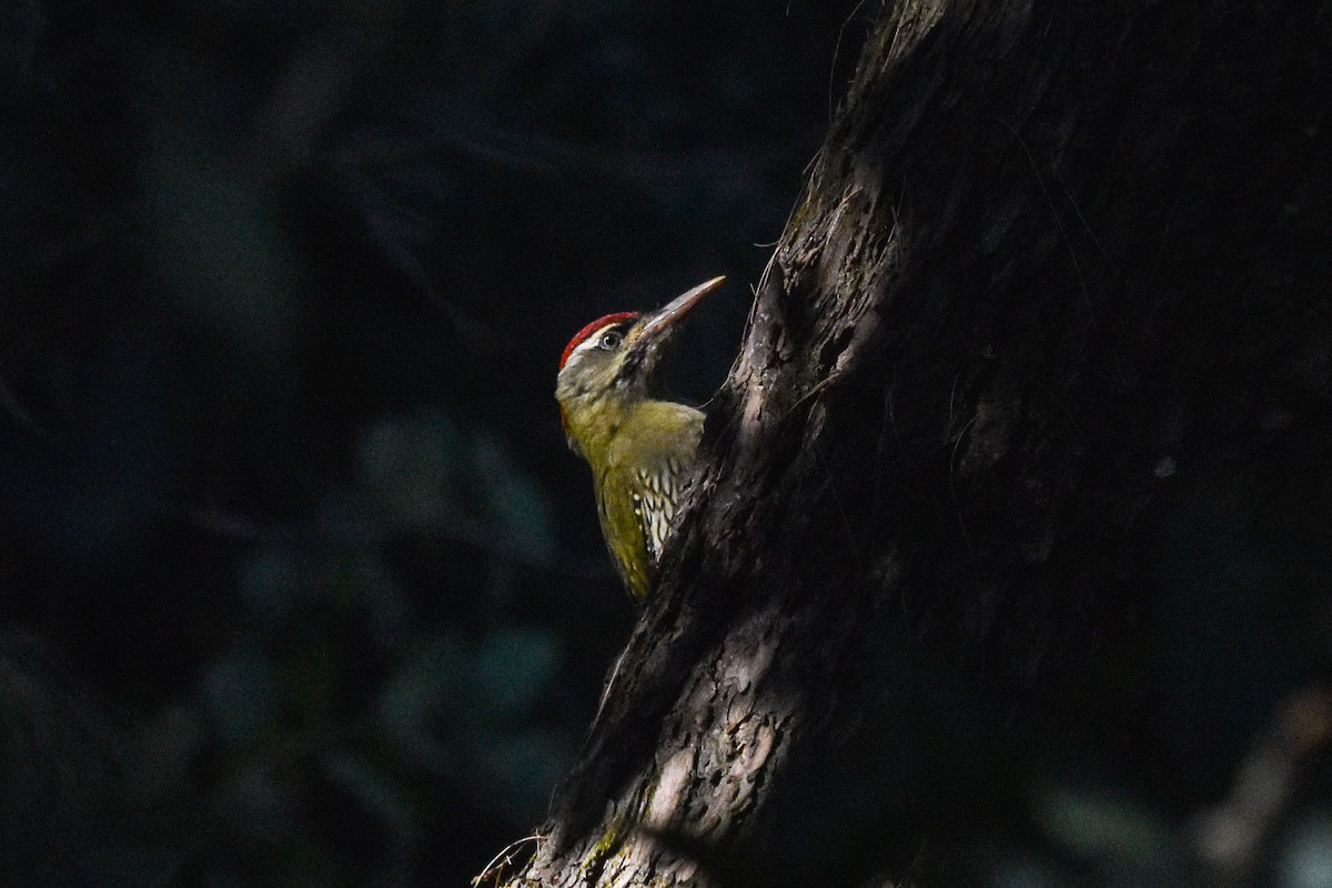 Scaly-bellied Woodpecker - ML610769700