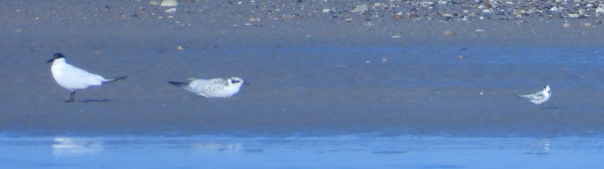 Weißbart-Seeschwalbe - ML610769835