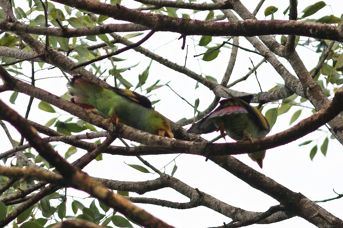 Lilac-tailed Parrotlet - ML610769866