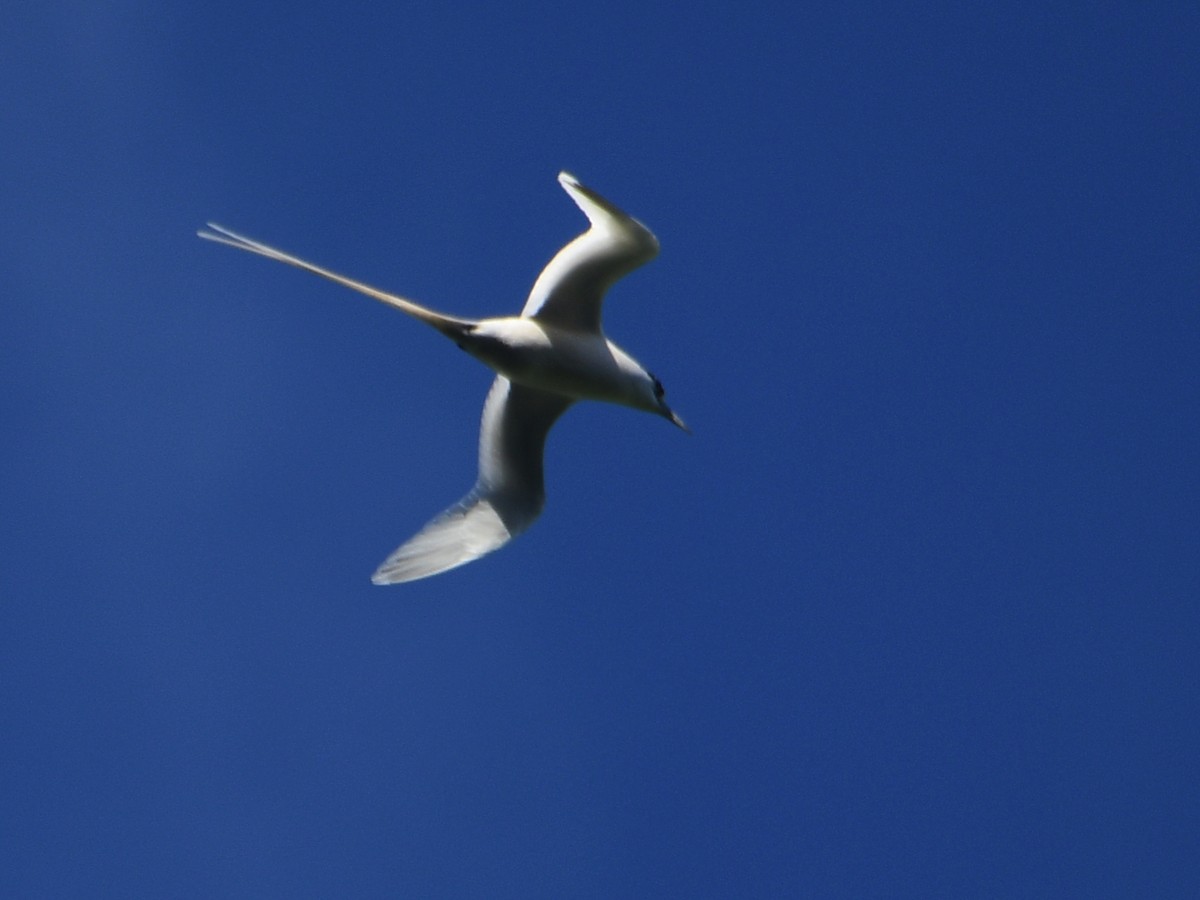 White-tailed Tropicbird - ML610769958