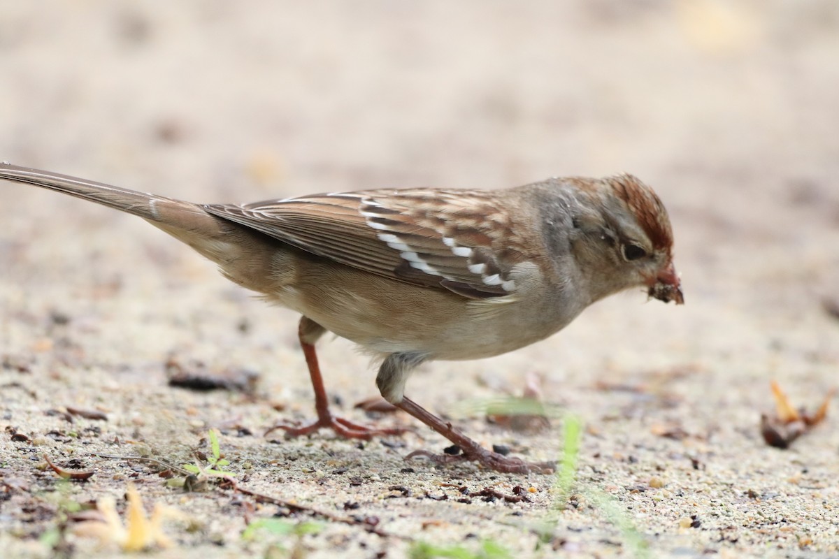White-crowned Sparrow - Eddie Polanco