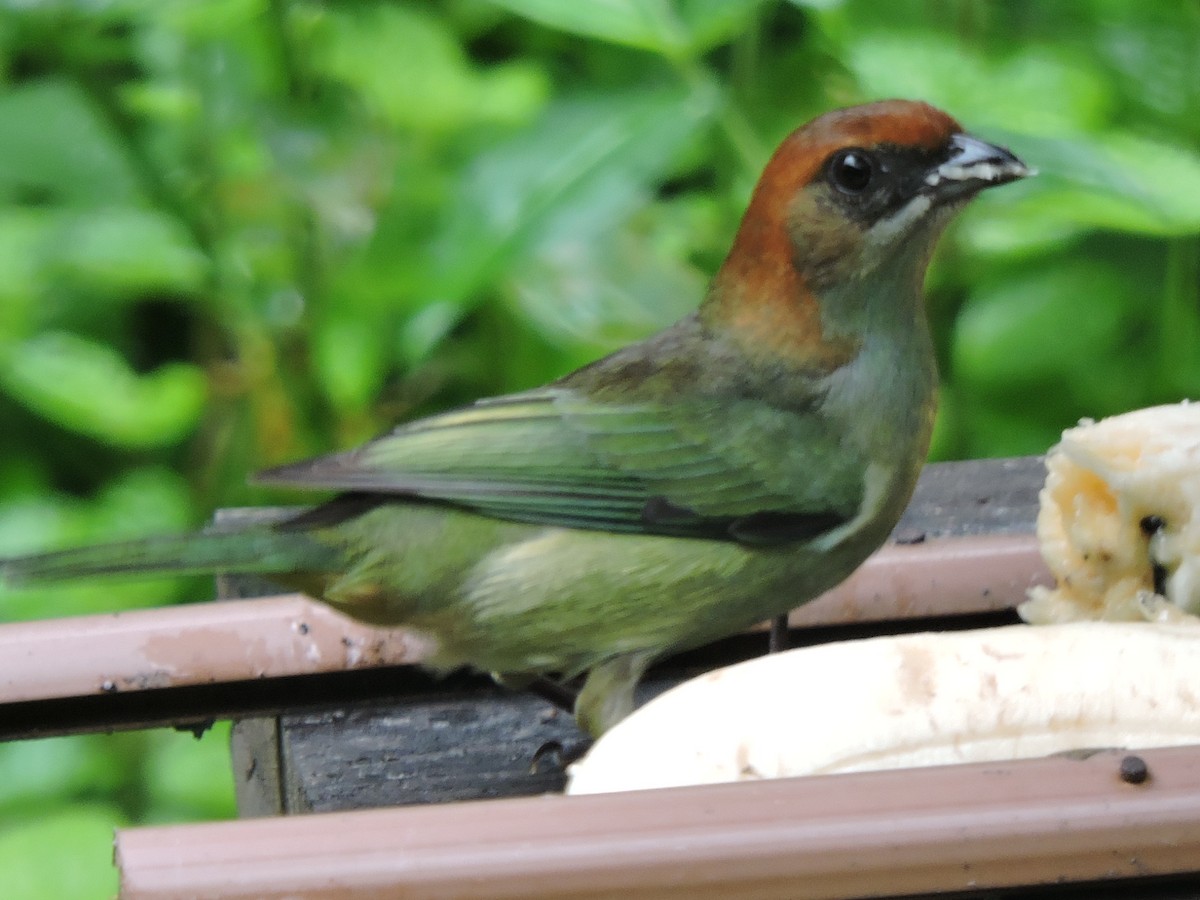 Black-backed Tanager - ML610770151