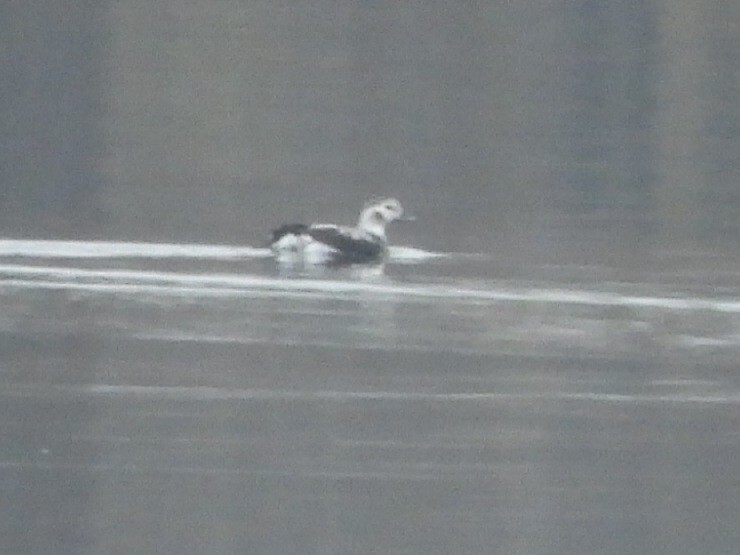 Long-tailed Duck - ML610770220