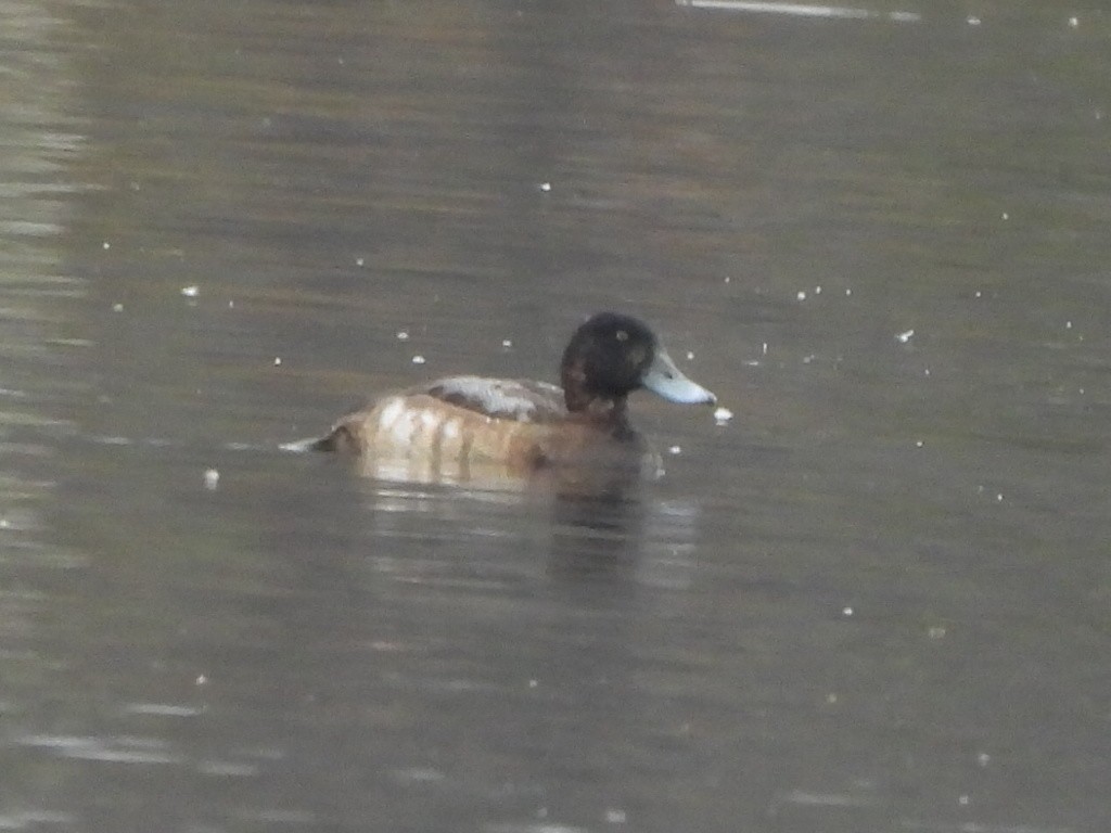 Greater Scaup - ML610770240