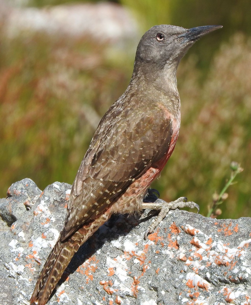 eBird Checklist - 5 Nov 2023 - Rooi-Els - 23 species