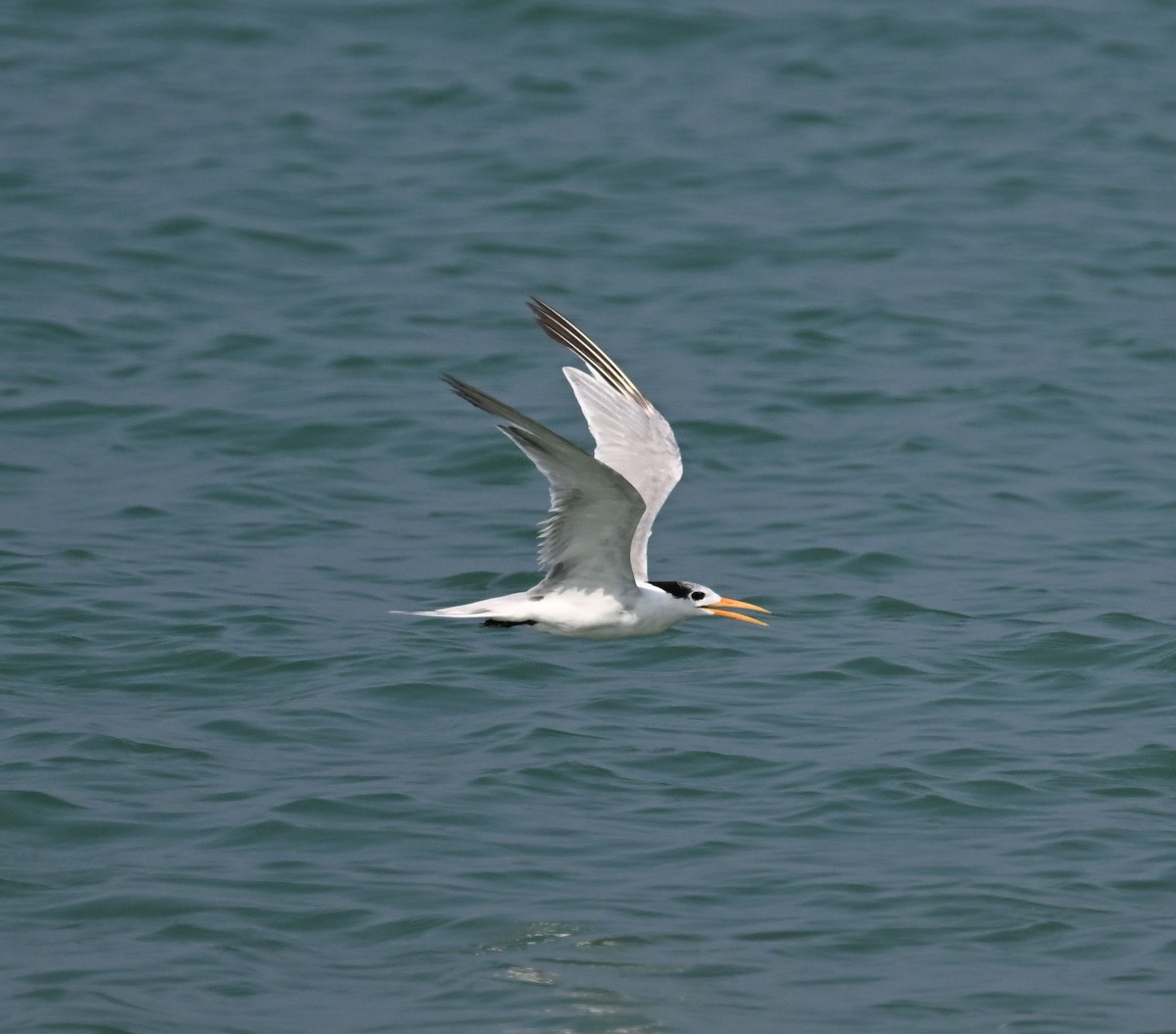 Lesser Crested Tern - ML610771145