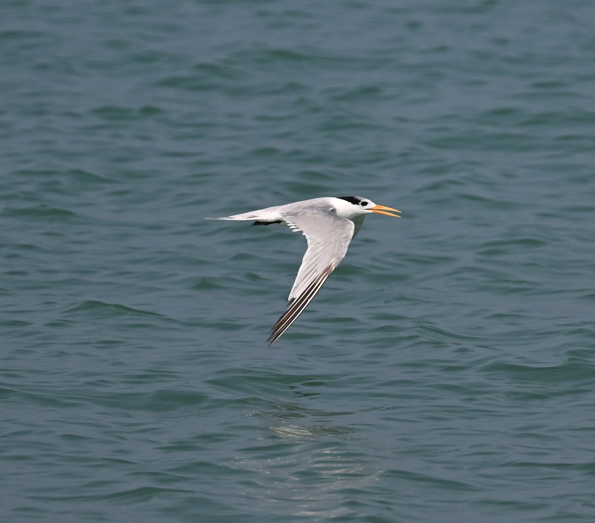 Lesser Crested Tern - ML610771146