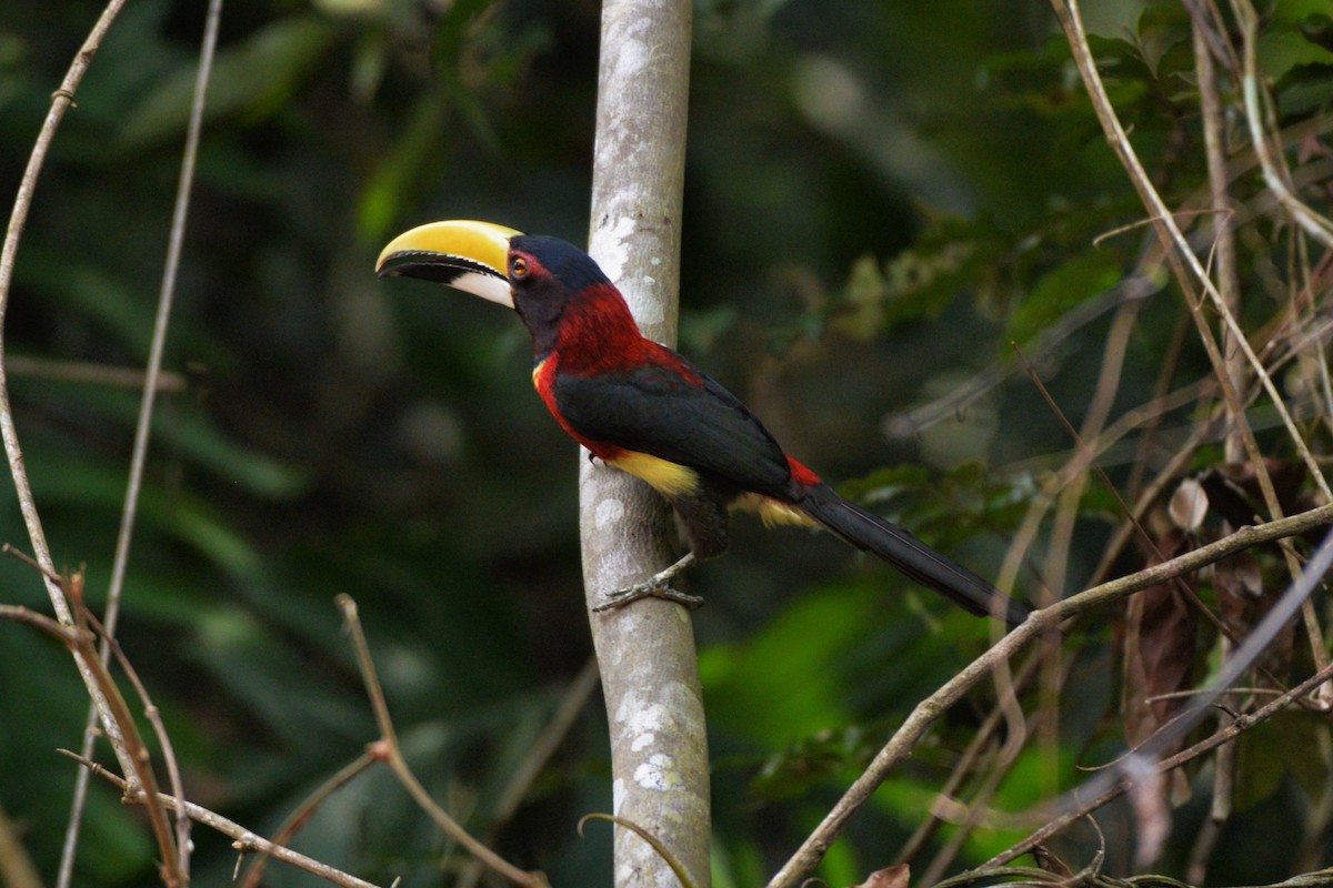 Red-necked Aracari - ML610771898