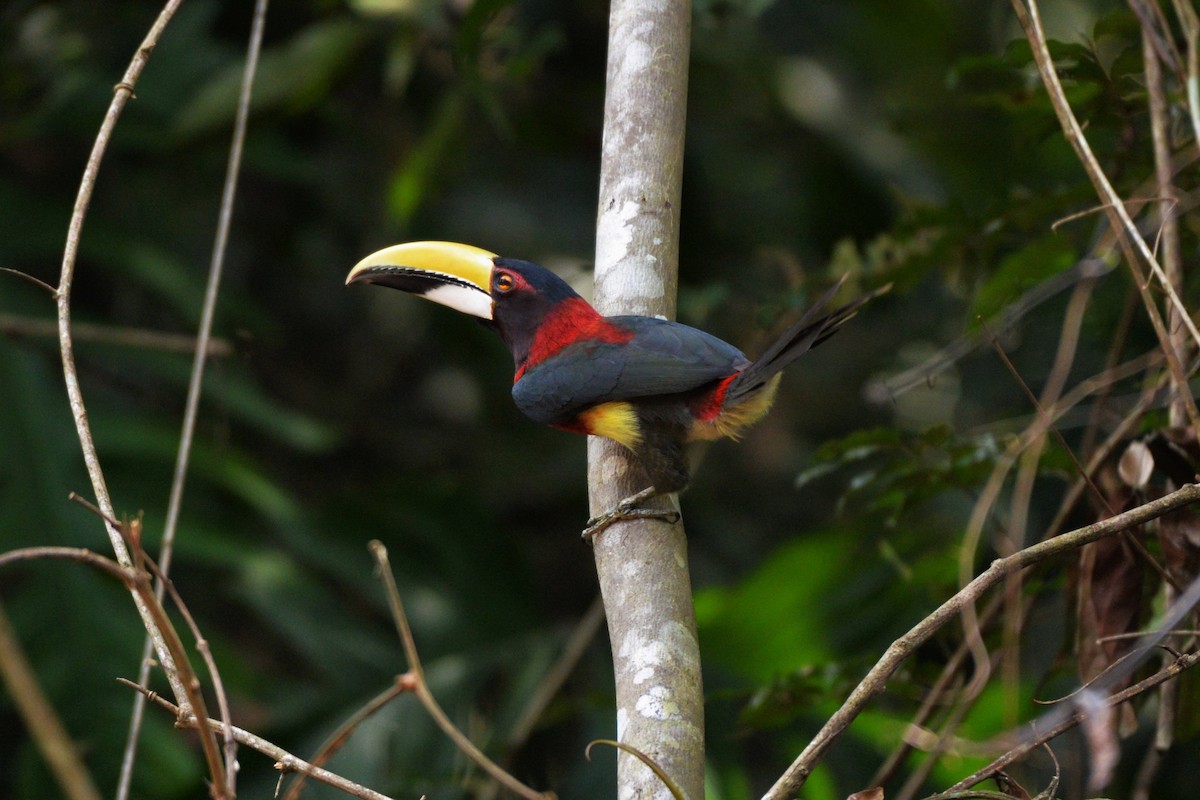 Red-necked Aracari - ML610771904