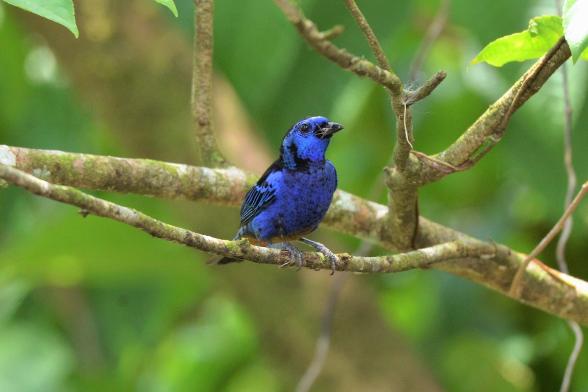 Opal-rumped Tanager (Opal-rumped) - ML610771958