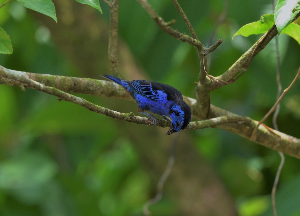 Opal-rumped Tanager (Opal-rumped) - ML610771959