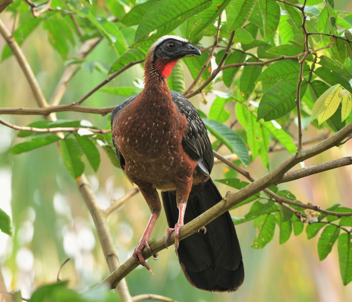White-crested Guan - ML610772008