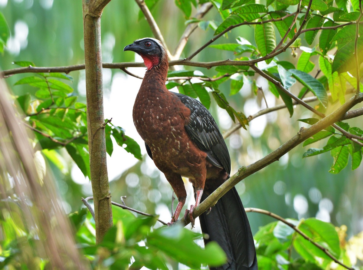 White-crested Guan - ML610772009
