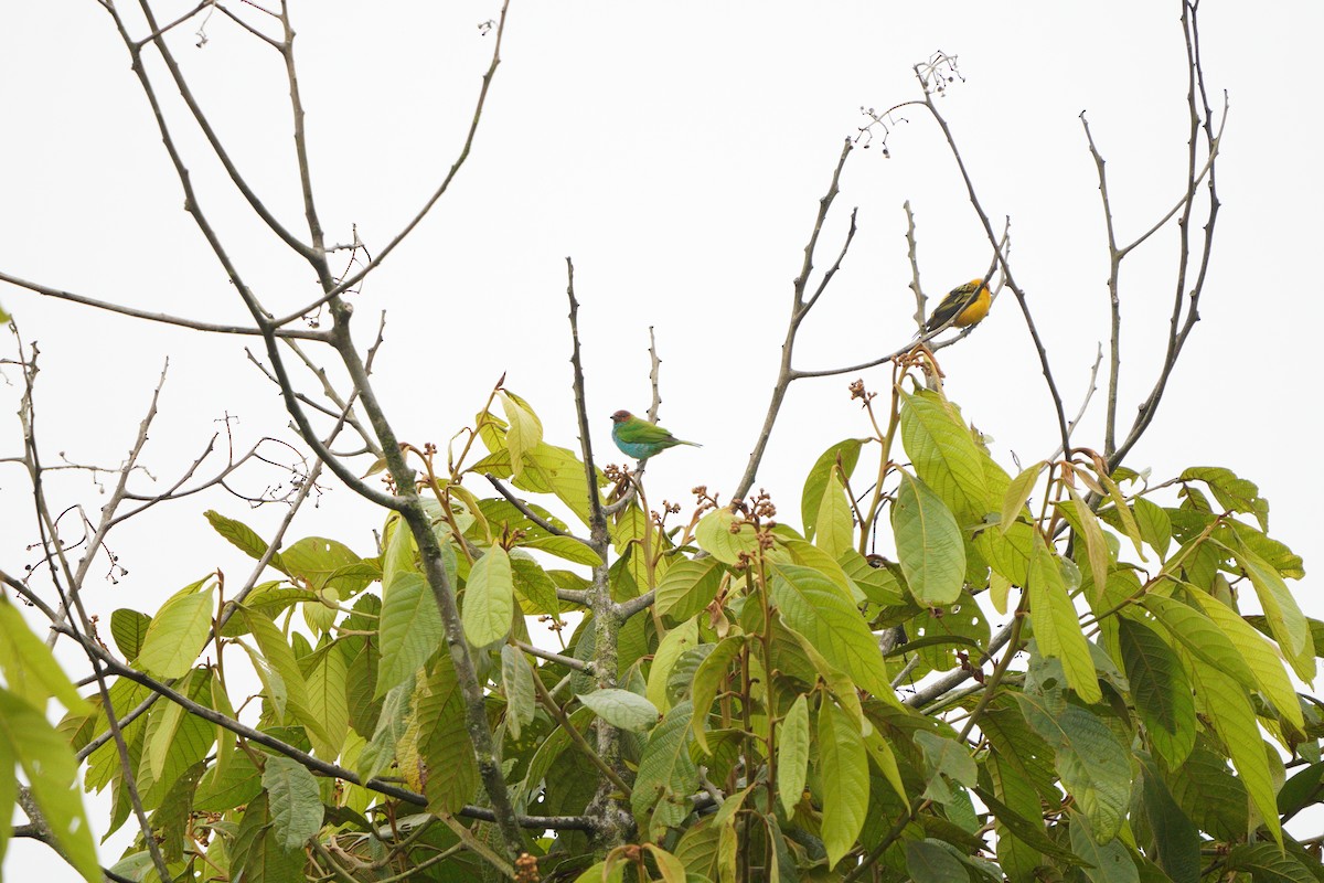 Bay-headed Tanager - ML610772029