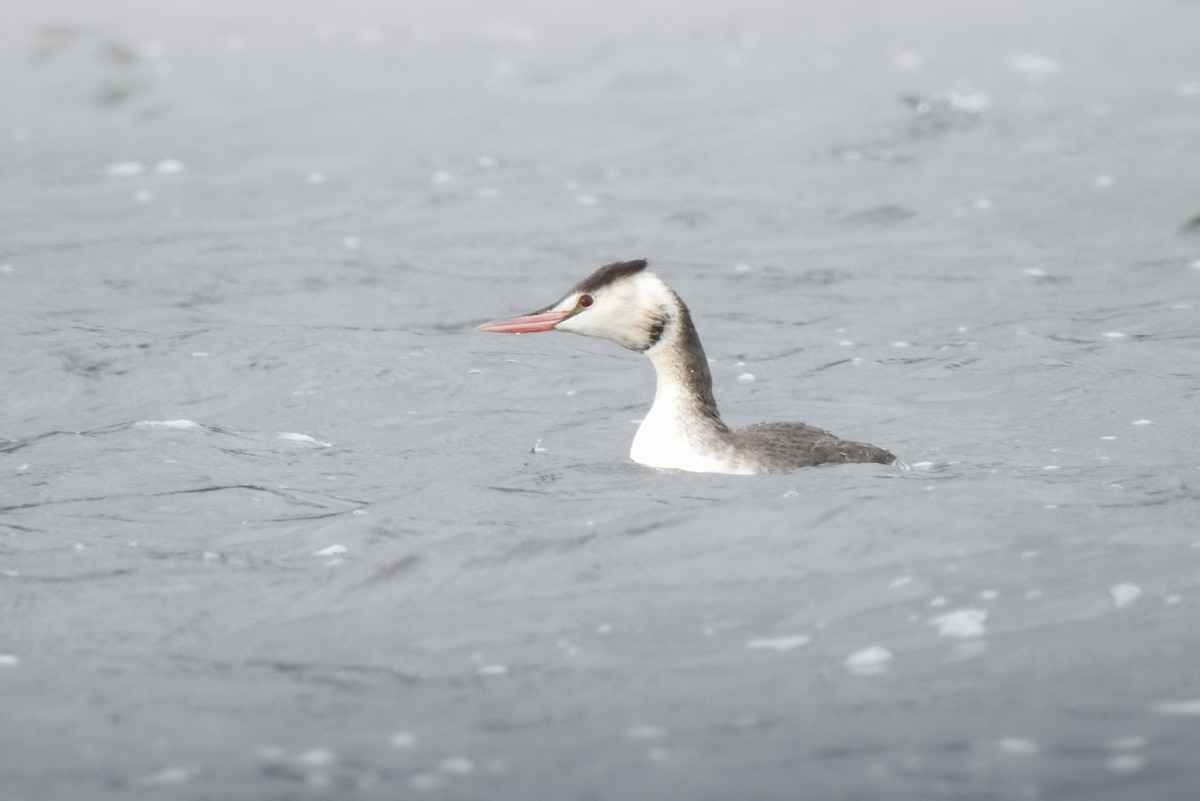 Great Crested Grebe - ML610772624