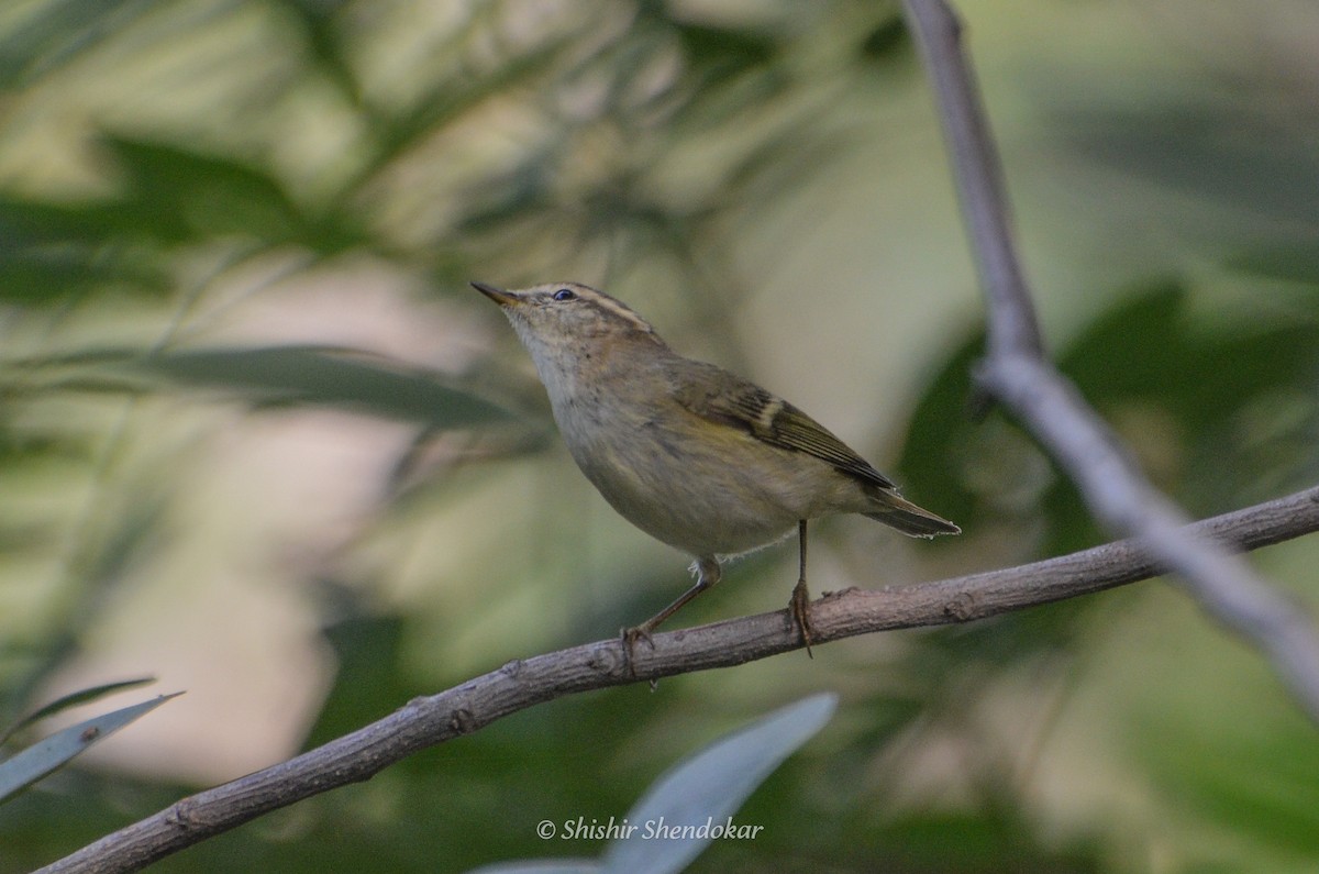 Hume's Warbler - ML610772941